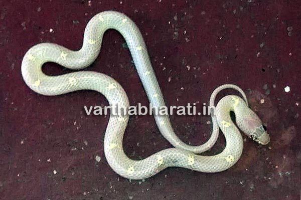 ಅಪರೂಪದ ಬಿಳಿಬಣ್ಣದ ಹಾವಿನ ರಕ್ಷಣೆ